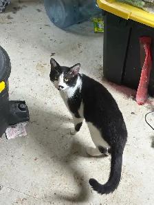 Adult Cats to Rehome - Photo 4
