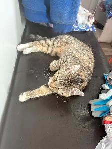 Adult Cats to Rehome - Photo 5