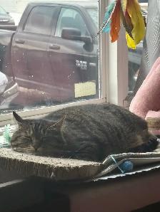 Adult Cats to Rehome - Photo 7