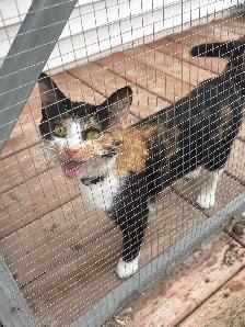 Adult Cats to Rehome - Photo 8