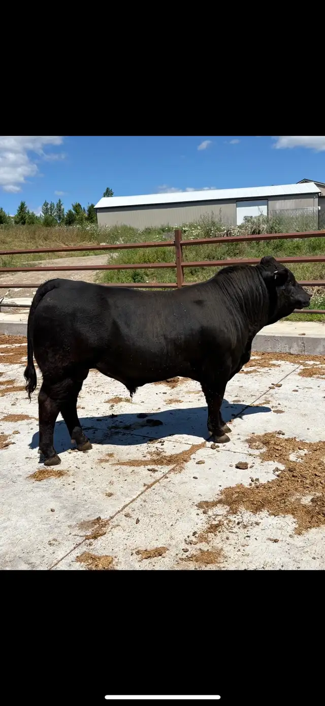Limousin yearling Bull