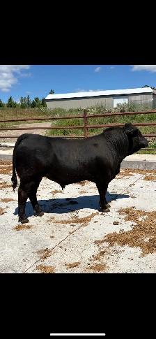 Limousin yearling Bull