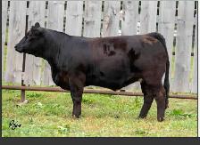 Limousin yearling Bull - Photo 2