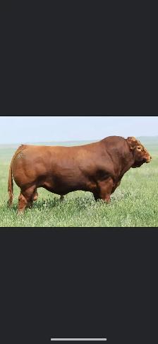 Limousin yearling Bull - Photo 3