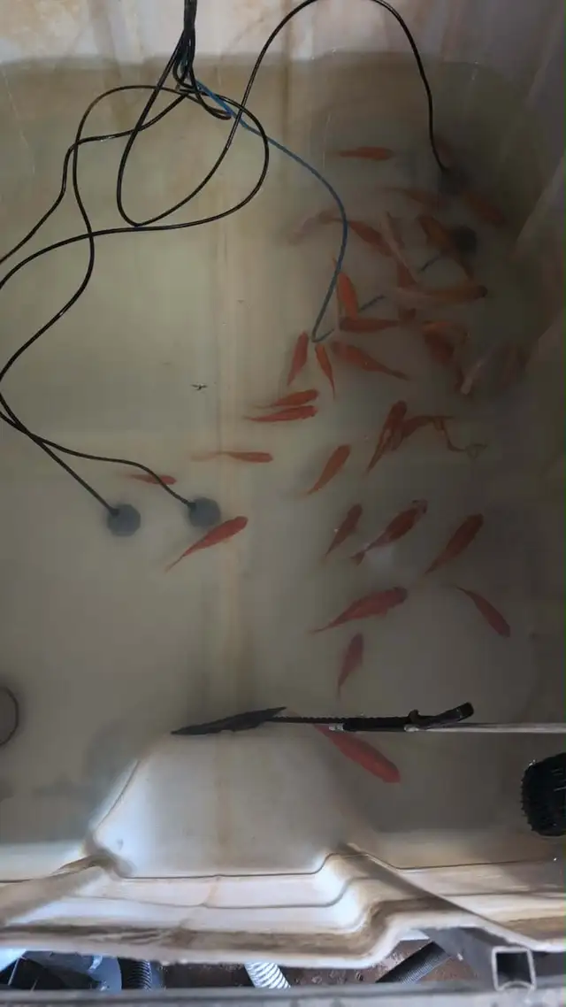 poissons rouge