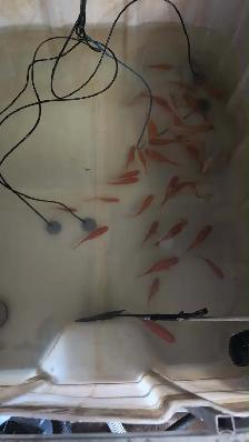 poissons rouge