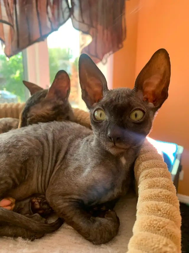 Cornish Rex Kittens purebred from Champion Lines