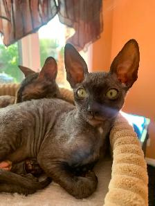 Cornish Rex Kittens purebred from Champion Lines