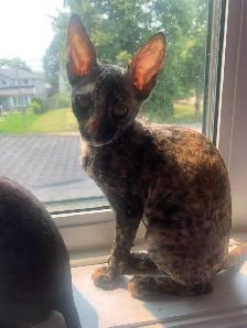 Cornish Rex Kittens purebred from Champion Lines - Photo 2
