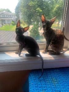 Cornish Rex Kittens purebred from Champion Lines - Photo 3