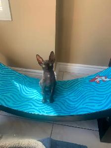 Cornish Rex Kittens purebred from Champion Lines - Photo 4