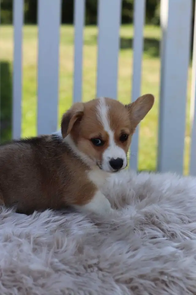 Ready to go! Pembroke Welsh Corgi male puppy