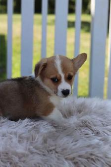 Ready to go! Pembroke Welsh Corgi male puppy