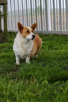 Ready to go! Pembroke Welsh Corgi male puppy - Photo 2