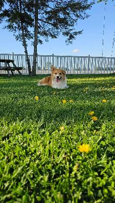 Ready to go! Pembroke Welsh Corgi male puppy - Photo 3