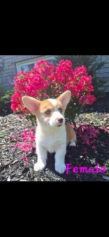Corgi Puppies