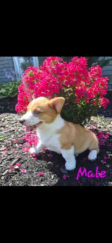 Corgi Puppies - Photo 2