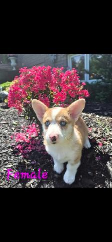Corgi Puppies - Photo 3