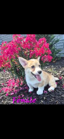 Corgi Puppies - Photo 4