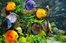 Aquarium, Fish Tank Cleaning and Maintenance Services in GTA