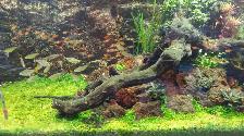 Aquarium, Fish Tank Cleaning and Maintenance Services in GTA - Photo 2