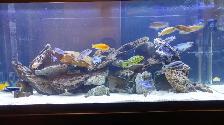 Aquarium, Fish Tank Cleaning and Maintenance Services in GTA - Photo 3