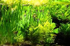 Aquarium, Fish Tank Cleaning and Maintenance Services in GTA - Photo 4