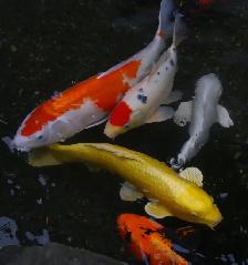 Aquarium, Fish Tank Cleaning and Maintenance Services in GTA - Photo 5