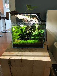 Aquarium, Fish Tank Cleaning and Maintenance Services in GTA - Photo 6