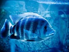 Aquarium, Fish Tank Cleaning and Maintenance Services in GTA - Photo 7