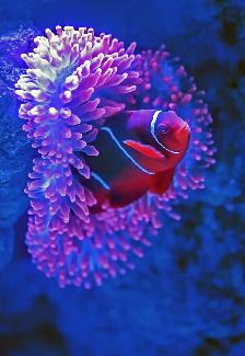 Aquarium, Fish Tank Cleaning and Maintenance Services in GTA - Photo 8