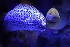 Aquarium, Fish Tank Cleaning and Maintenance Services in GTA - Photo 9