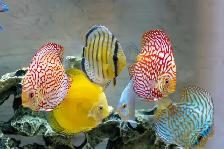 Aquarium, Fish Tank Cleaning and Maintenance Services in GTA - Photo 10