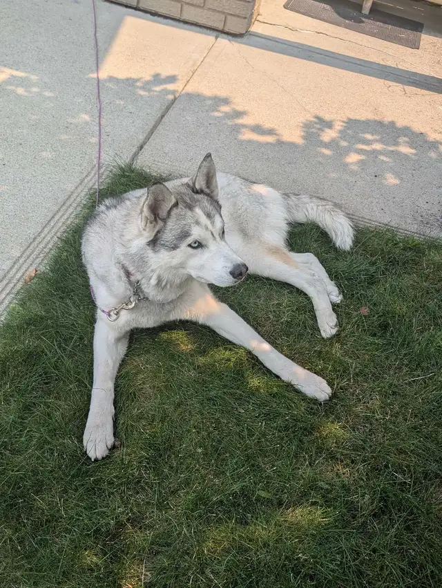 dog walking/dog sitting