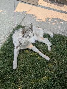 dog walking/dog sitting
