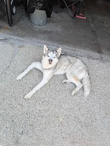 dog walking/dog sitting - Photo 2
