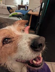 dog walking/dog sitting - Photo 3