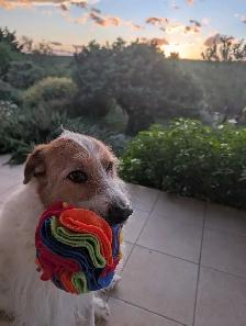 dog walking/dog sitting - Photo 8