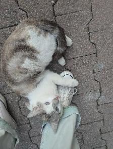 dog walking/dog sitting - Photo 9