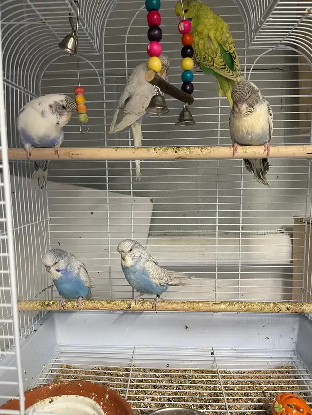 English budgies.