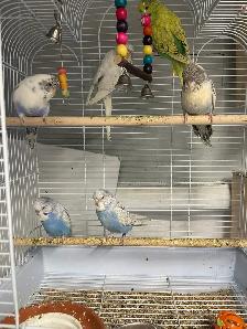 English budgies.