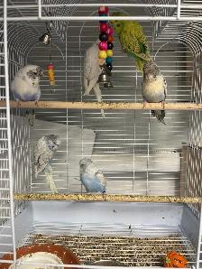 English budgies. - Photo 2