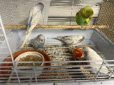 English budgies. - Photo 3