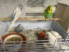 English budgies. - Photo 4