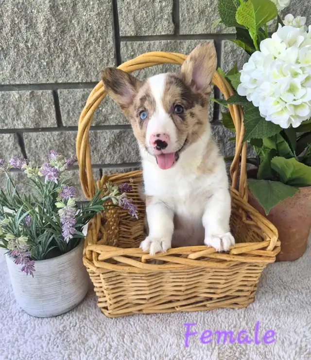 Gorgeous Corgi Puppies