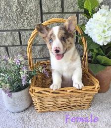 Gorgeous Corgi Puppies