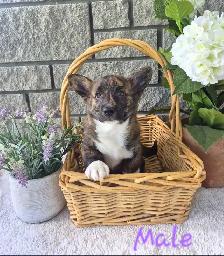Gorgeous Corgi Puppies - Photo 2