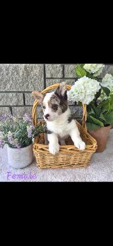Gorgeous Corgi Puppies - Photo 3