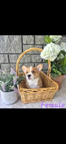 Gorgeous Corgi Puppies - Photo 4