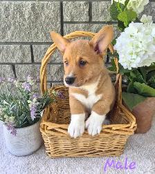 Gorgeous Corgi Puppies - Photo 5